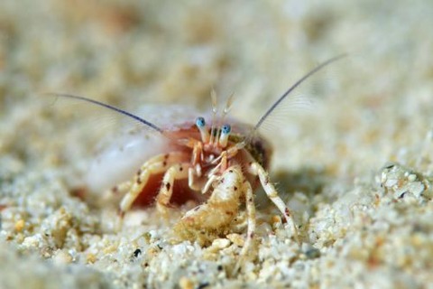 ツノヤドカリ属の1種