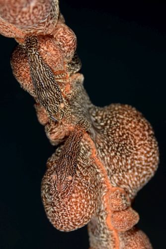 アヤトリカクレエビ
