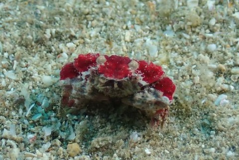 オウギガニ科の1種