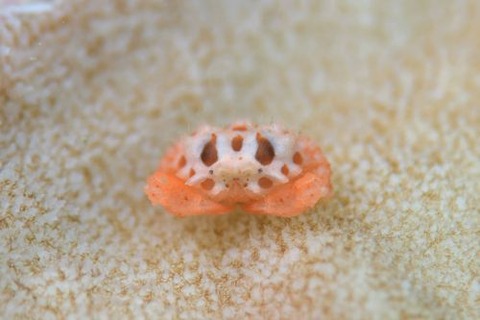 ヒノタマツブコブシ