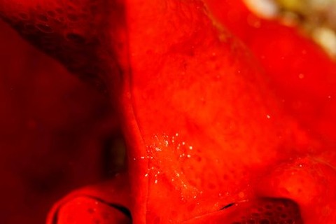 ヂェラストカリス・パロンアェ