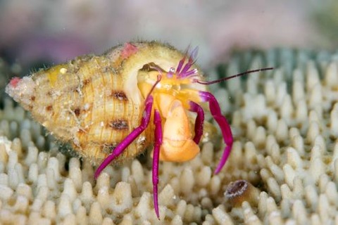 ムラサキゼブラヤドカリ