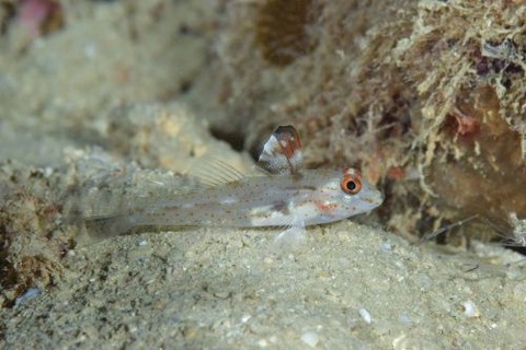 ヒレフリサンカクハゼ