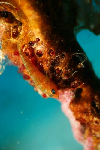 ウミショウブハゼ属の1種