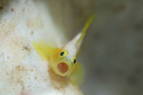 ナカモトイロワケハゼ