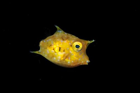 刺激的な水中生物