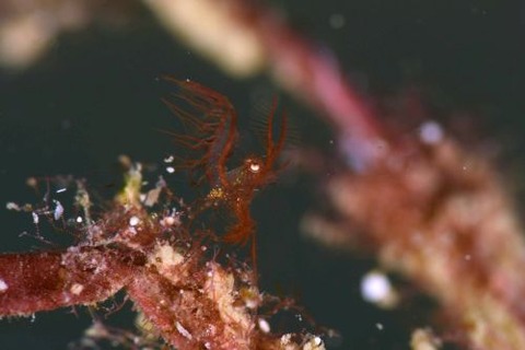 フィコカリス・シムランス