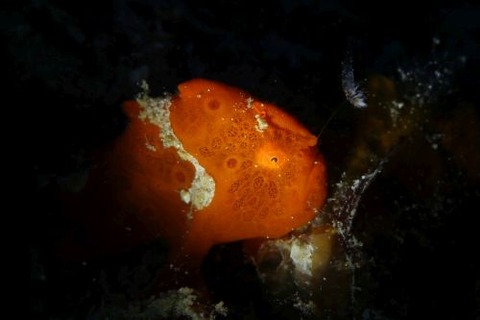 オオモンカエルアンコウ