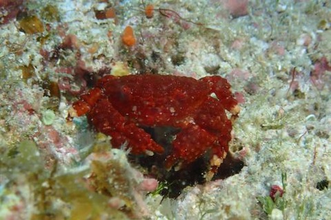 オウギガニ科の1種