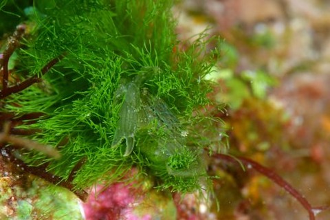 マルトサカガザミ