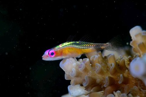 アカメハゼ