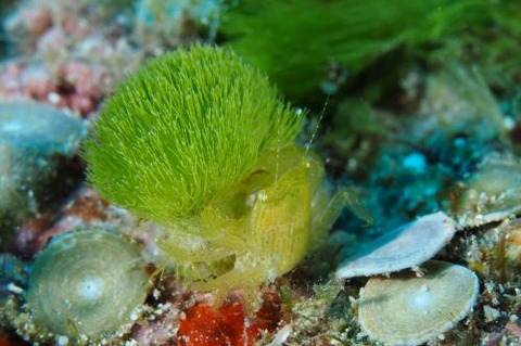 マルトサカガザミ