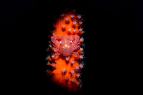 ムチヤギカクレカニダマシ