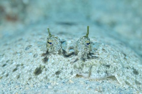 ダルマガレイ科の1種