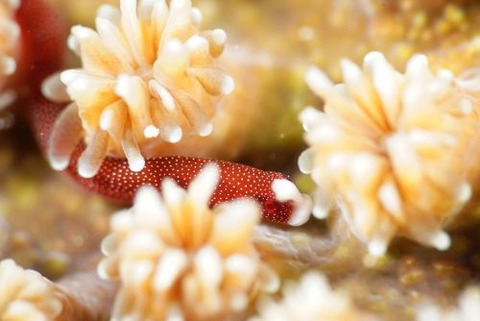 チンヨウジウオ