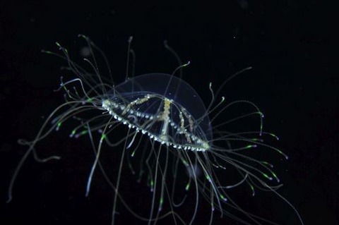 デイゴハナガサクラゲ