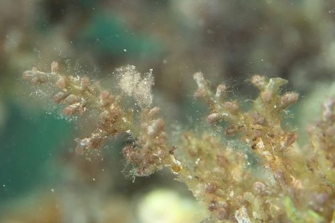 フィコカリス・シムランス