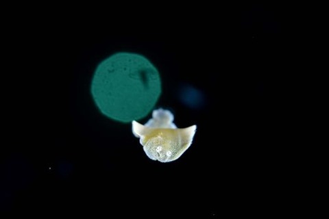 刺激的な水中生物