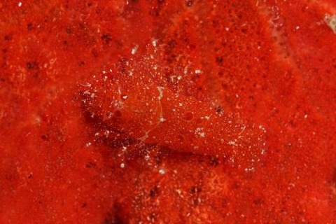 ヂェラストカリス・パロンアェ