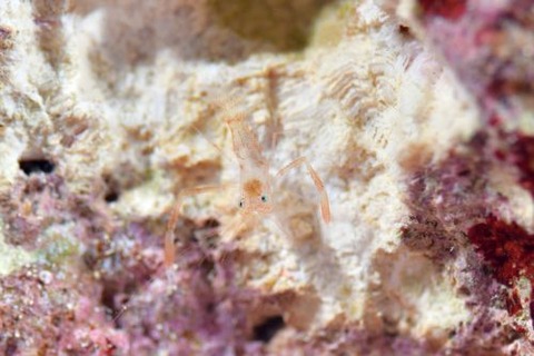 スベスベオトヒメエビ属の1種