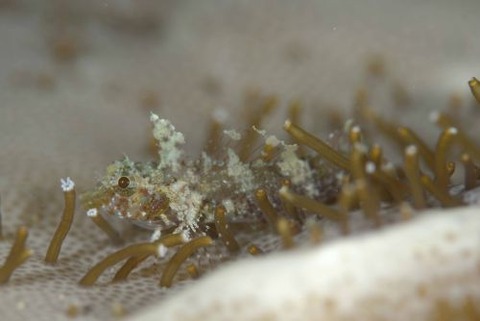 ヘビギンポ科の1種