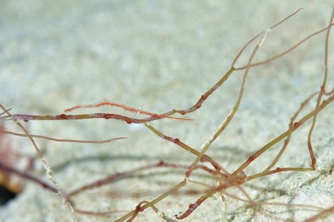 トガリモエビ属の1種