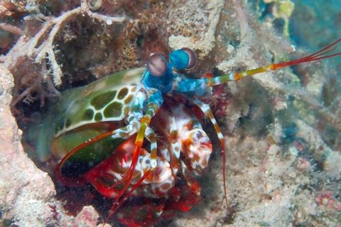 モンハナシャコ