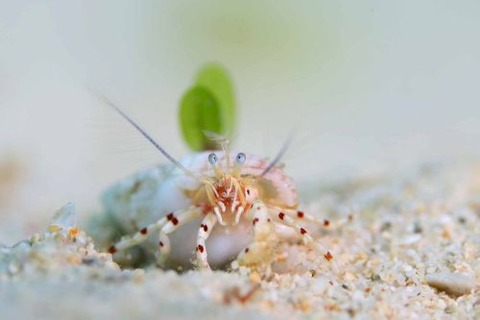 ツノヤドカリ属の1種