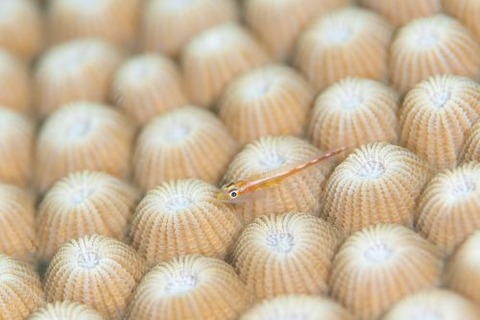 アカスジウミタケハゼ