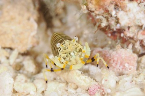 ヨコシマエビ