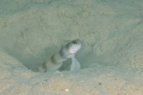 ニュウドウダテハゼ