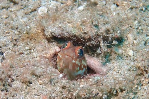 ホシカゲアゴアマダイ