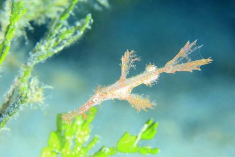 ホソフウライウオ