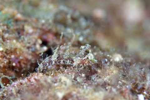 ヘビギンポ科の1種