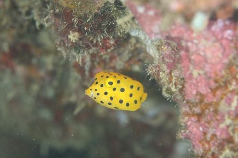 ミナミハコフグ