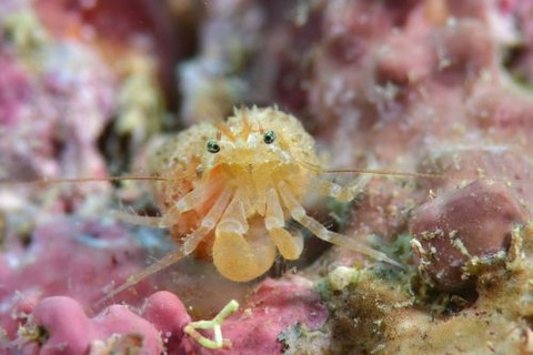 フトウデヤワクダヤドカリ