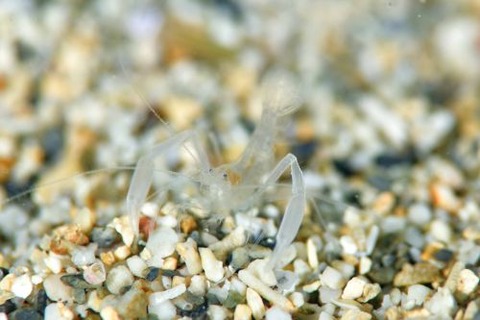 スベスベサンゴヒメエビ