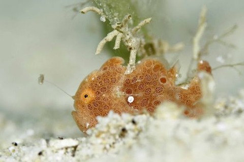 オオモンカエルアンコウ