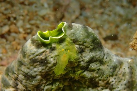 Periclimenaeus storchi