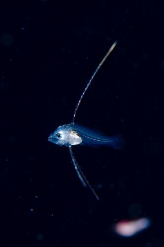 刺激的な水中生物