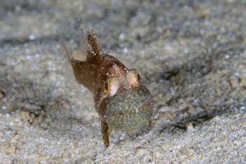 タイワンマトイシモチ