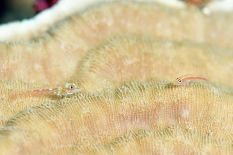 アカスジウミタケハゼ