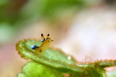 ウデフリツノザヤウミウシ
