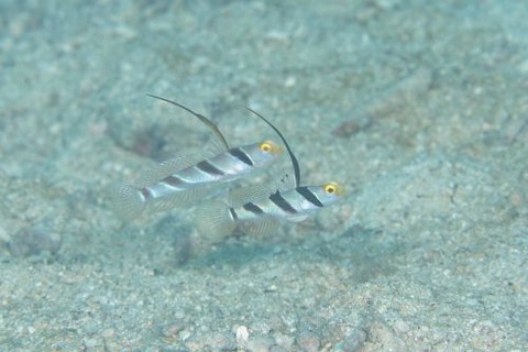 ヒレナガネジリンボウ