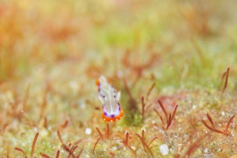 セトイロウミウシ