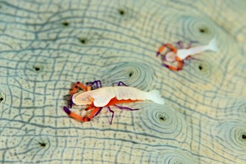 ウミウシカクレエビ