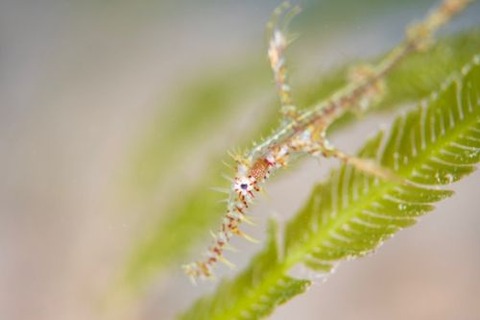 ニシキフウライウオ