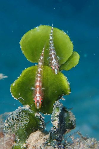 ウミショウブハゼ属の1種