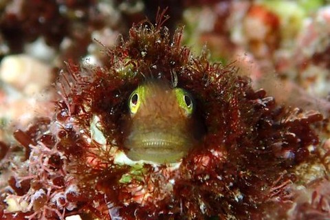 シシマイギンポ