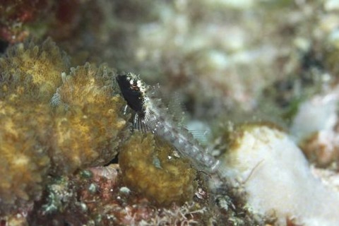 ヘビギンポ科の1種